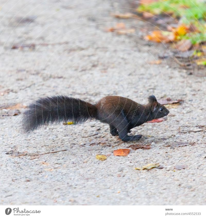 Ein Eichhörnchen rennt über die Straße Tier Hintergrund Europäisches Braunes Eichhörnchen Sciurus vulgaris Tier-Thema Tier in freier Wildbahn Ast