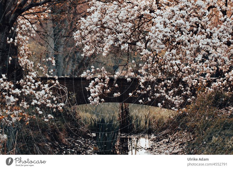 Im Paradies Garten | Blühender Magnolienbaum an alter Steinbrücke im Vintage Stil Licht Dämmerung Morgendämmerung Menschenleer Außenaufnahme Park Magnolienblüte