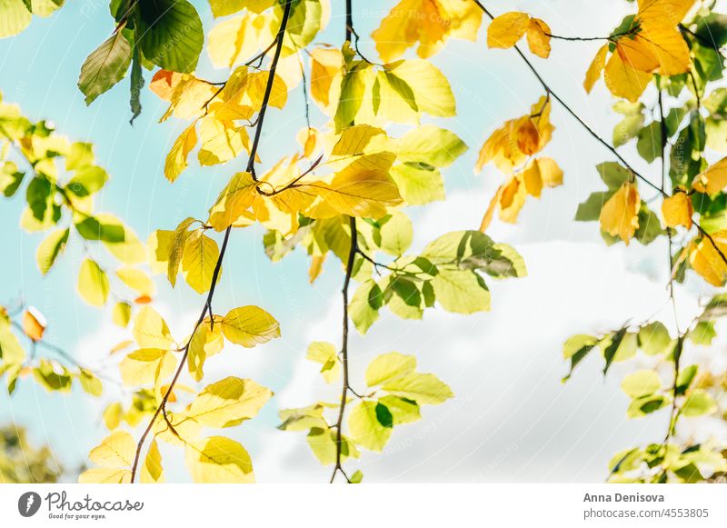 Herbst im Park Baum Natur Herbstlaub Pflanze Wald gelb natürlich farbenfroh fallen hell orange rot golden Sonnenlicht saisonbedingt Tag im Freien pulsierend