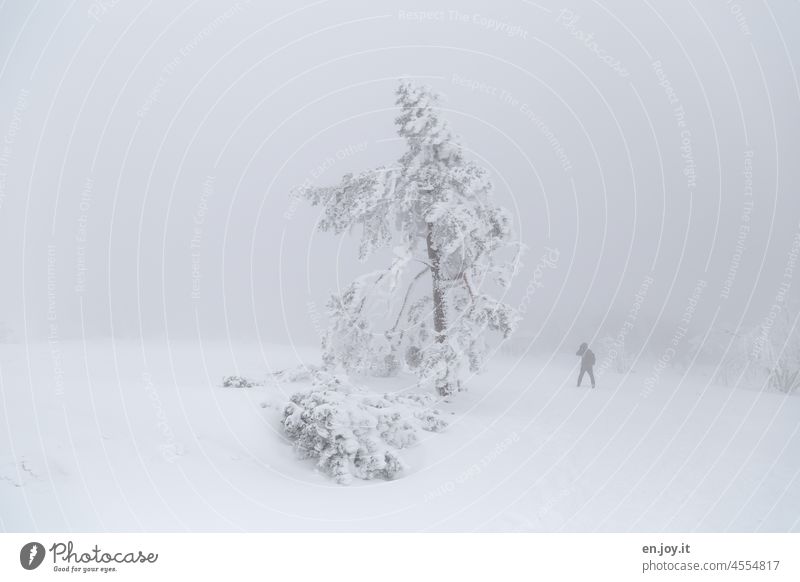 Mensch gegen Natur Winter Schnee Eis Frost Mann Baum Schneebedeckt Neblig Winterstimmung schneebedeckt Wintertag Schneedecke Schneelandschaft Kälte