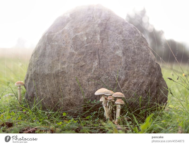 versteckspiel . eine gruppe pilze versteckt im schatten eines findlings Pilze Felsen Versteck Schatten Schattenseite Gegenlicht Sonnenlicht Schattenspiel