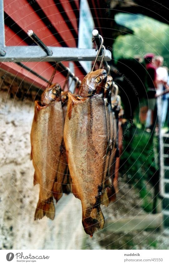 Geräucherte Forelle Bachforelle Regenbogenforelle Räucherforelle Angeln fangen hängen Ernährung geräuchert Fisch