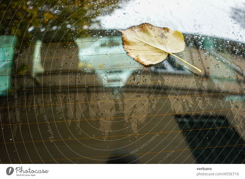 gefallenes Blatt auf der Motorhaube eines Autos mit Reflexion an einem regnerischen Tag Herbst Laubwerk Natur Saison gelb Farbe Baum orange Hintergrund