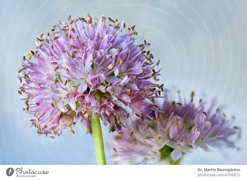 Allium insensiodorum Radić, Amaryllidaceae; ein Zierlauch, blüht im September und Oktober aus Kroatien Herbstblüher Blütenstand winterhart Pionierpflanze