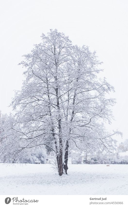 Allein stehender Baum nach dem Schneefall auf verschneiter Wiese Eis Natur kalt Winter Frost gefroren frieren weiß Außenaufnahme Raureif Pflanze Menschenleer