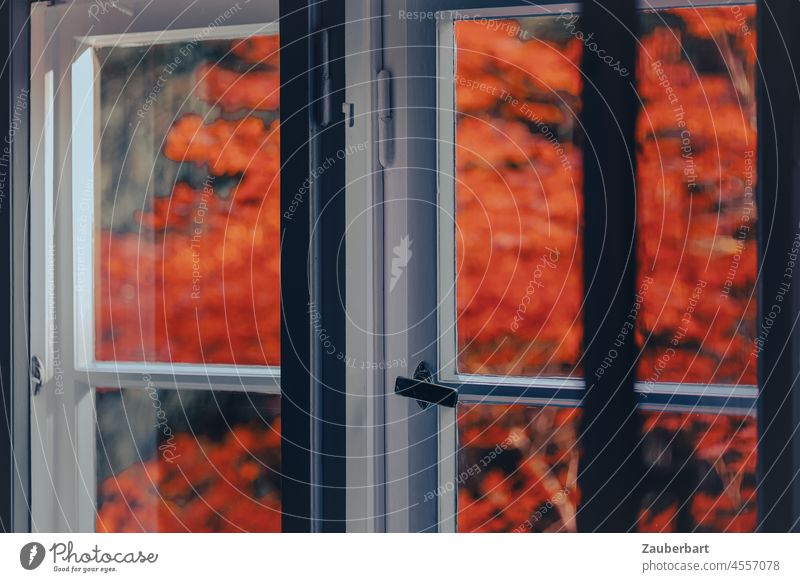 Blick aufs Doppelfenster mit weißem Rahmen auf Rotahorn Fenster Kastenfenster geschlossen Herbst rot Griff Streifen vertikal Schatten Ausblick herbstlich