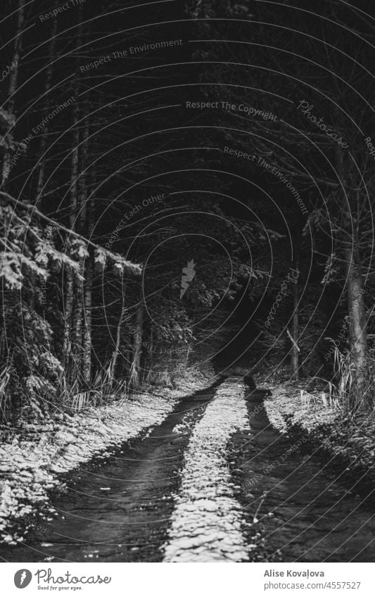 Waldweg bei Nacht Dunkelheit Autoscheinwerfer hell und dunkel Schatten Winter Schnee Straße verschneite Kiefern
