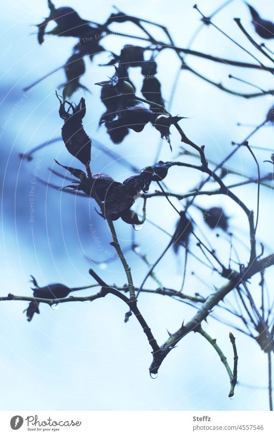 Februarlicht umgarnt | verwelkte Blütensträucher | gestrige Schönheit © vergreist Gestrüpp Strauchrosen Rispenrose verfallen verdorrt Winterblues Sträucher