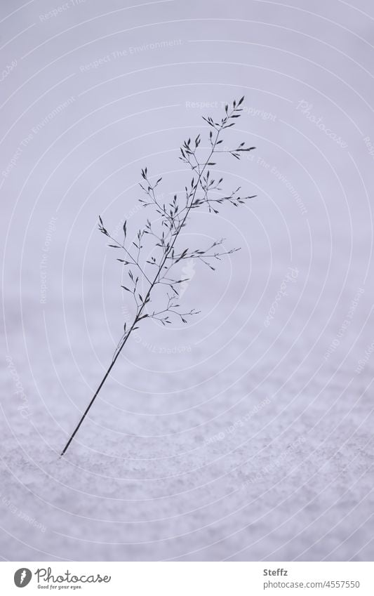 ein Grashalm im Schnee Schneedecke unberührt Wintereinbruch Februar schneebedeckt verschneit Kälte Haiku Wintertag filigran weißgrau Winterkälte Winterstimmung