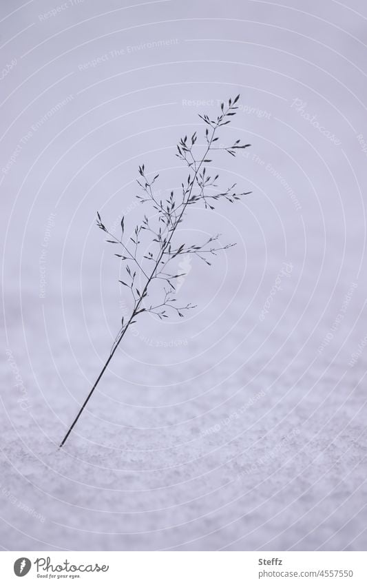 Wintereinbruch | ein Grashalm im Schnee | unberührt © Schneedecke Februar schneebedeckt verschneit Kälte Haiku Wintertag filigran weißgrau Winterkälte
