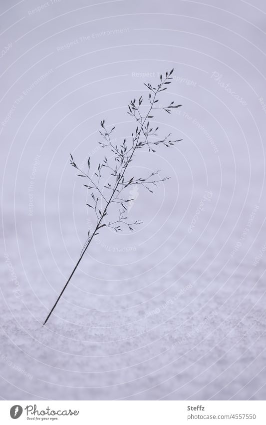 Wintereinbruch | ein Grashalm im Schnee | unberührt Schneedecke Februar schneebedeckt verschneit Kälte Haiku Wintertag filigran weißgrau Winterkälte