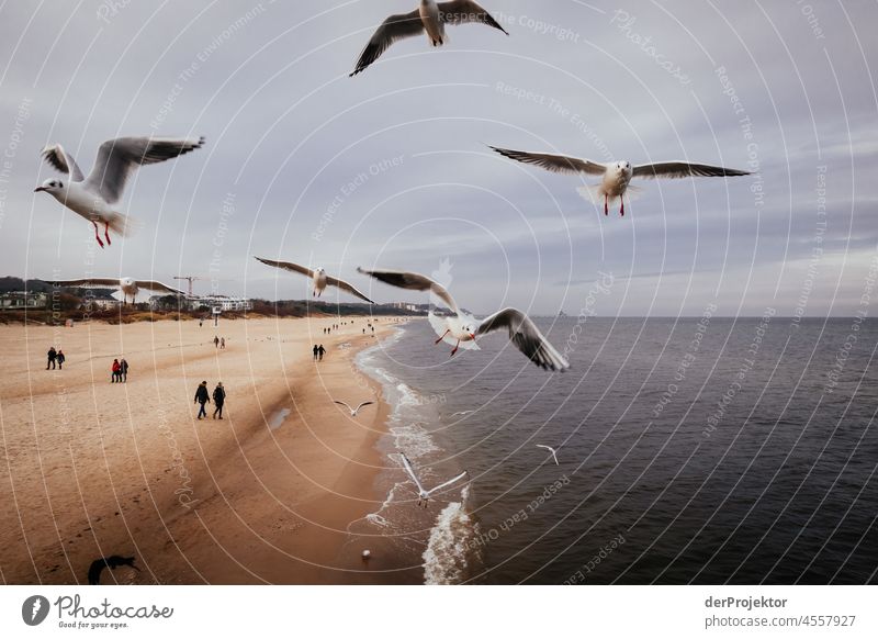 Möwen fliegen über den Strand von Usedom blau Mecklenburg-Vorpommern Deutschland Insel Ostseeinsel Ausflugsziel wandern entdecken Kälte entspannen Architektur