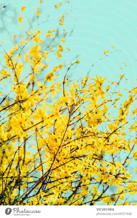 Frühling Nature with gelben Forsythia Strauch Naturhintergrund Forsithie Blüte Blauer Himmel Überstrahlung Baum Hintergrund Transparente hell Farbe Flora Blume
