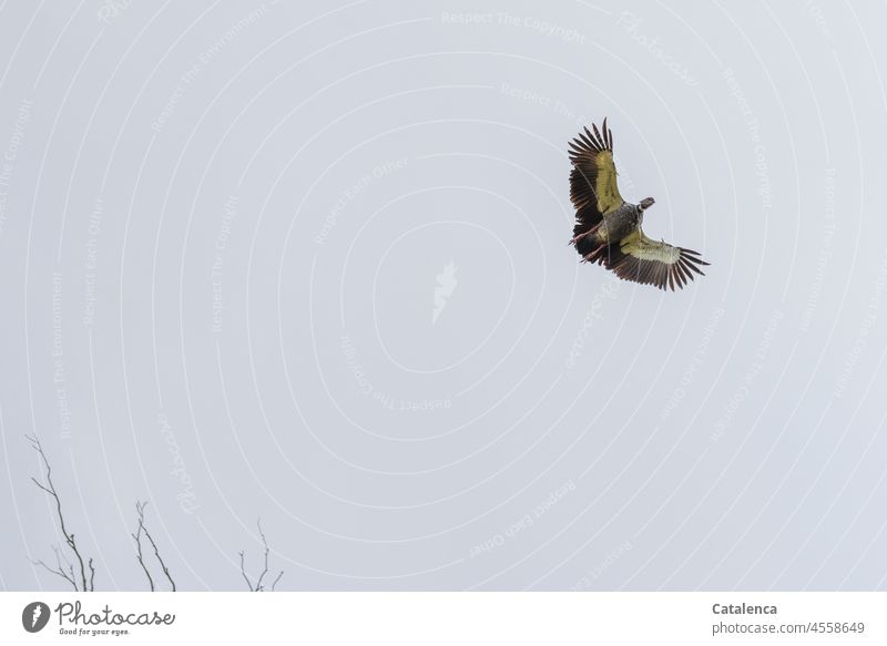 Schwerfällig steigt der Chaja in die Lüfte Natur Fauna Tier Vogel Halsband.Wehrvogel fliegen Flügel Himmel Äste Grau Gelb Tag Tageslicht