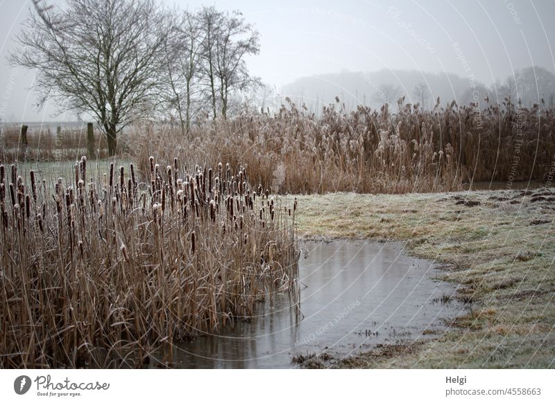 winterliches Biotop mit gefrorenem Tümpel, Schilf und Rohrkolben mit Raureif Frost Kälte Winter Lampenputzer Gras frieren Landschaft Natur Baum Morgen morgens