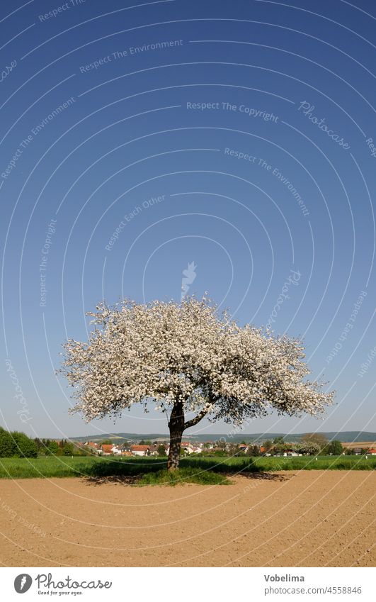 Blühender Apfelbaum im vorderen Odenwald apfelbaum blühend frühling frühjahr andschaft feld acker apfelblüten natur landschaft gross-umstadt habitzheim semd