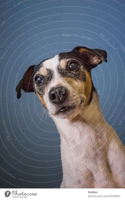 Portrait eines Hundes Bodegero Jack-Russell-Terrier Haustier Tier klein warten braun weiß niedlich Lifestyle Glück Porträt intelligent gehorsam Blick Reinrassig