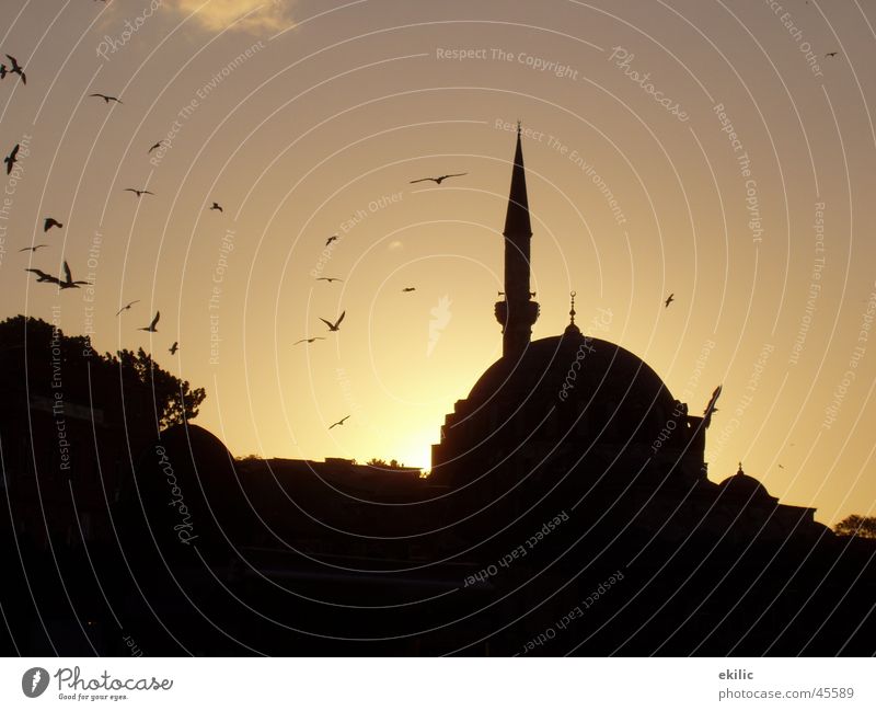 Istanbul Türkei Moschee Islam Sonnenuntergang Erfolg Himmel