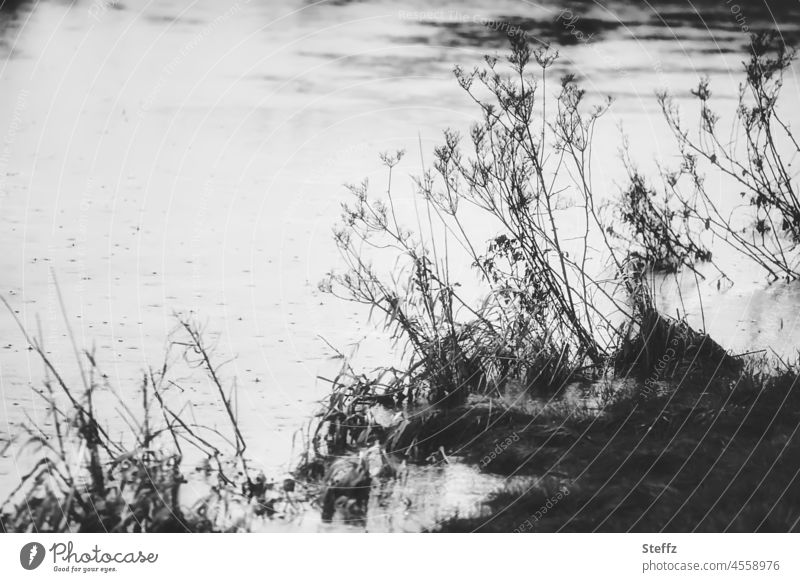 wie grau die Aue | das Schilf lauscht der Stille | zwischen den Wellen © Bach Flüsschen Fluss Schilfrohr Biotop Schilfgras Januar Ruhe ruhig winterlich still