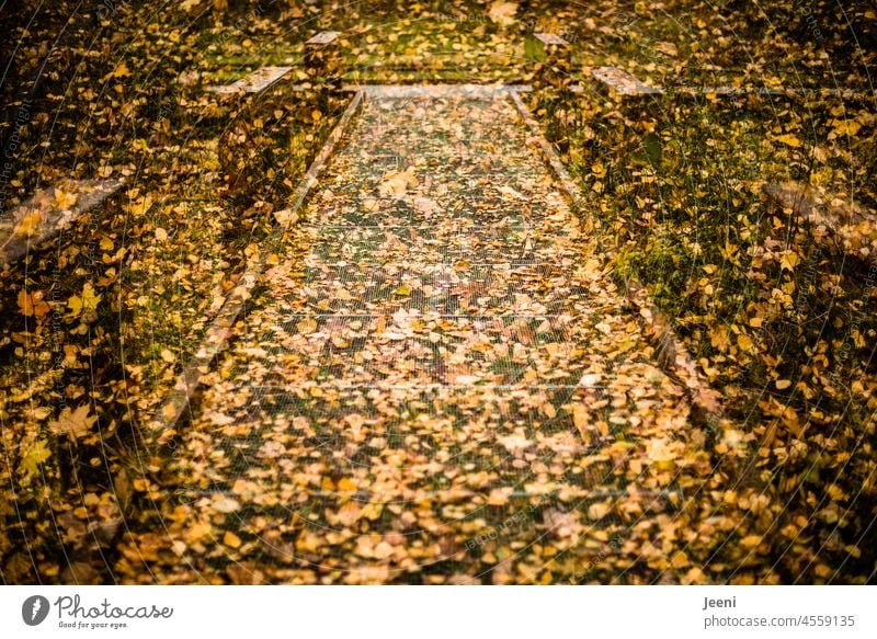 Waldweg im Blätterregen Steg Wege & Pfade Holz Holzsteg holzweg laub Laubwald Herbst herbstlich Herbstlaub Blatt blätterregen Doppelbelichtung Herbstfärbung