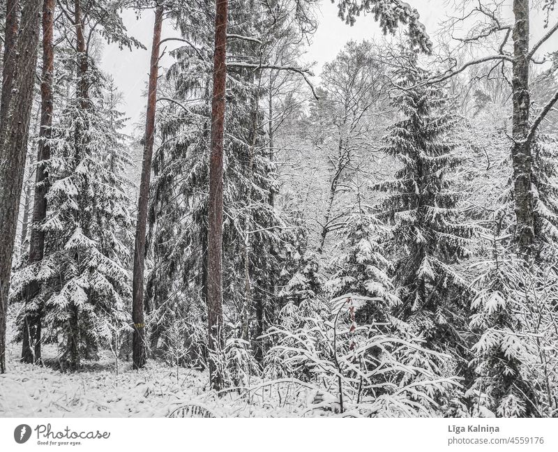 Schneebedeckte Bäume Winter Schneedecke kalt weiß Schneelandschaft Wetter Natur Wintertag Winterstimmung Winterlandschaft Wald Baum Winterwald Umwelt Landschaft