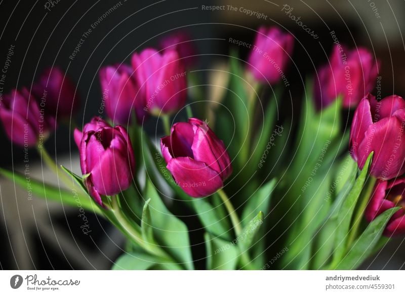 schöne lila Tulpenblüten auf dem Tisch in der Küche. Grußkarte. Selektiver Fokus Blumenstrauß purpur schwarz Frühling Blütenblatt 8März Blütezeit Hintergrund