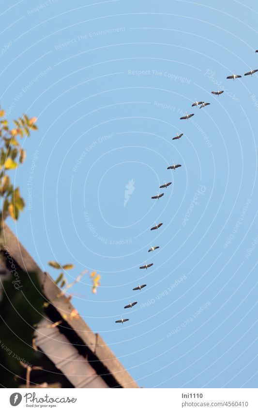Kraniche am Himmel auf der Reise in den Süden schönes Wetter Naturereignis Herbst Vögel Kette Gruppe Vogelzug Zugvögel fliegen Flug Auftrieb blauer Himmel