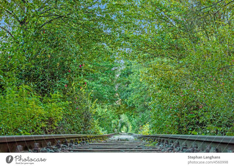 Bild entlang einer stillgelegten Eisenbahnlinie durch einen dicht bewachsenen Wald bei Tag Transport Bahn Schiene leer reisen Verkehr Linie Transit Licht Straße