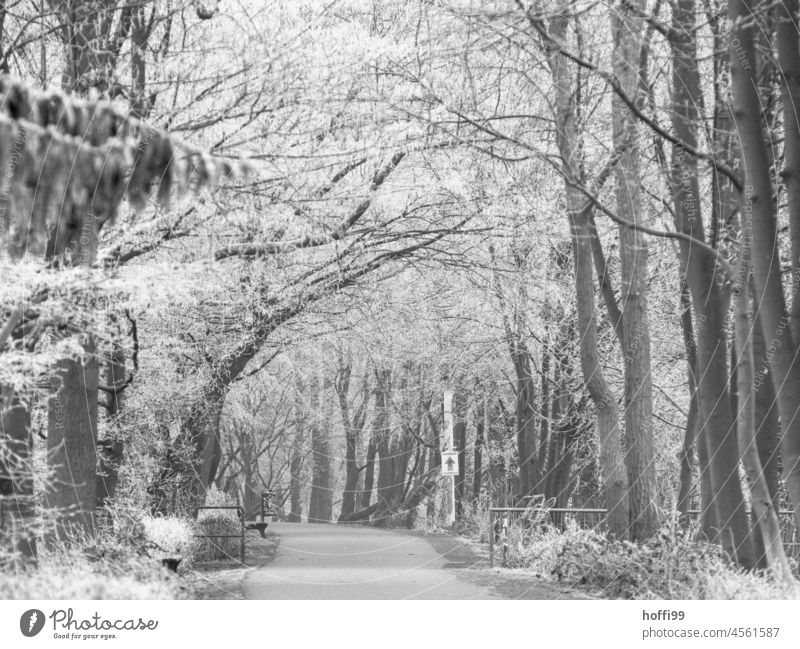 ein Weg im Park bei winterlicher Stimmung Winterstimmung Jahreszeiten Baum kalt Einsamkeit Schneeflocke Schneefall frieren Eis Frost Wege & Pfade grau weiß