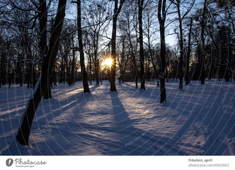 Winter im Park und den letzten Sonnenstrahlen Schnee Baum kalt Frost Wald Landschaft Sonnenlicht Bäume Bäume im Schnee Licht Natur Wetter im Freien Saison