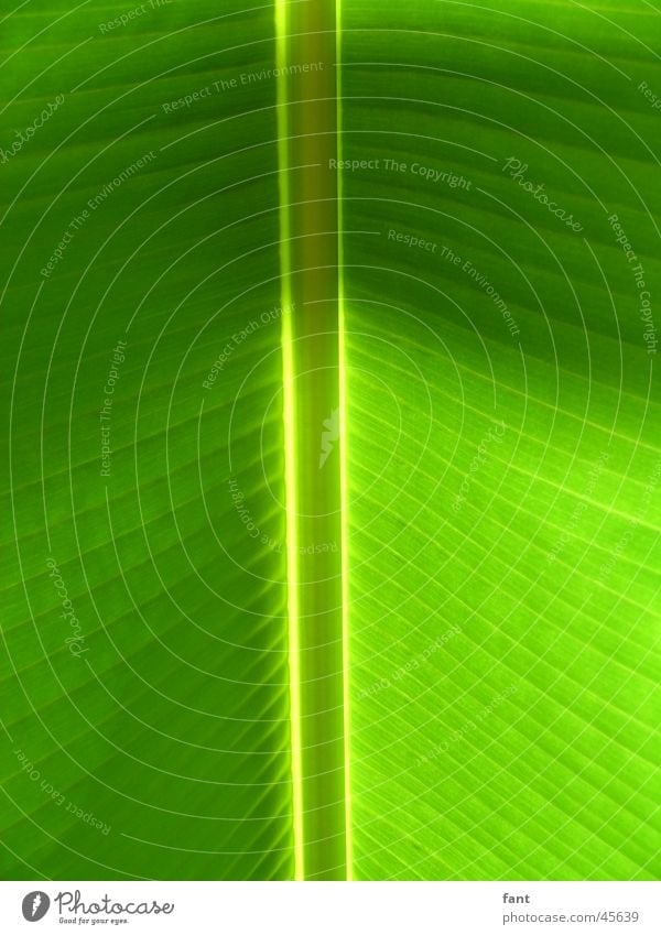alles Banane Blatt grün Gefäße Licht Streifen vertikal Symmetrie Strukturen & Formen Natur Detailaufnahme Nahaufnahme Blattgrün