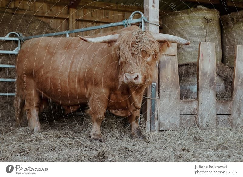 Großer Hochlandrind Bulle Schottisches Hochlandrind Tier Nutztier Kuh Außenaufnahme braun 1 Farbfoto Tag Horn Rind Fell Tierporträt Menschenleer Weide