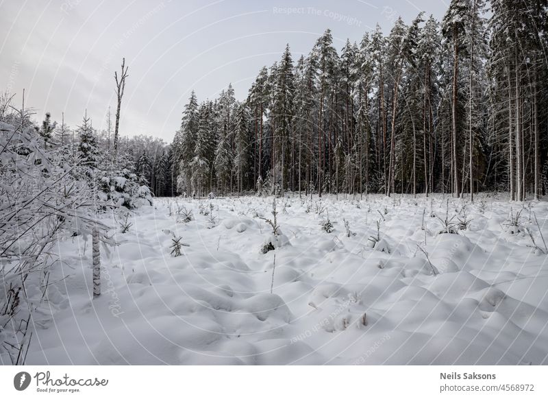 ausgeschnittener Wald, mit frischem weißen Schnee bedeckte Baumstümpfe, Kiefernwald in der Ferne, Weihnachtszeit in Lettland Hintergrund schön Schönheit schwarz