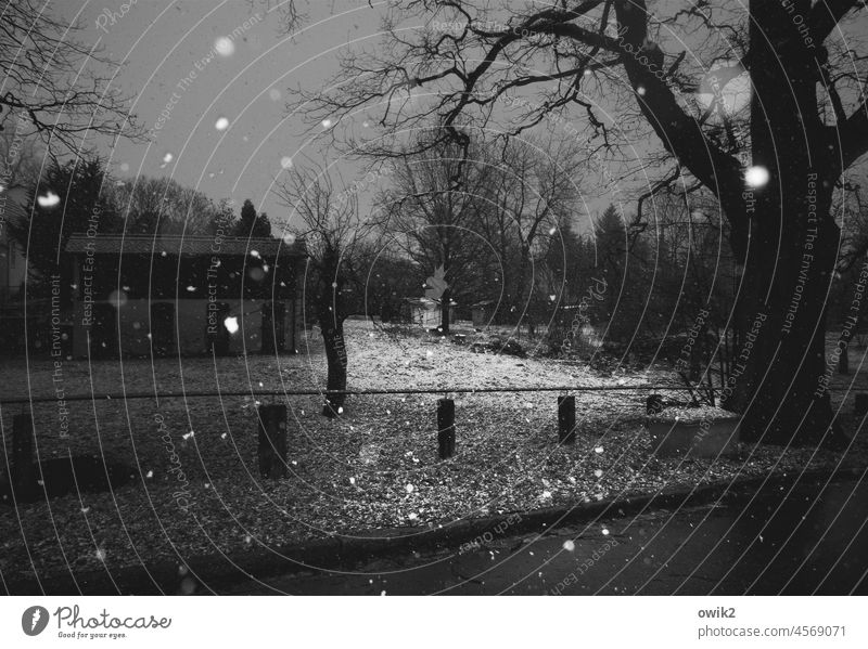 Dobru noc Dämmerung Außenaufnahme Schwarzweißfoto Low Key Schnee Baum Schneefall Schneeflocke Winter dunkel kalt Menschenleer Straße friedlich Abend