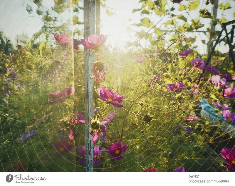 Blühendes Dickicht Cosmea Glaswand Gewächshaus natürlich Schmuckkörbchen Leichtigkeit Zusammensein Reflexion & Spiegelung blühen Lebensfreude Sommer draußen