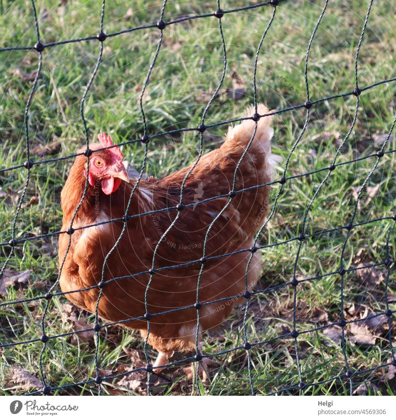 glückliches Huhn - ein braunes Huhn steht auf einer Wiese hinterm Zaun Tier Haushuhn Henne Landwirtschaft Bauernhof Freilandhaltung Vogel Geflügel Nutztier