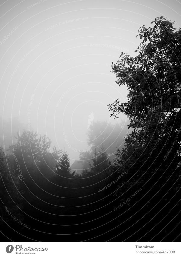 Grauschleier. Umwelt Natur Pflanze Himmel Nebel Baum Stadtrand dunkel grau schwarz Gefühle ruhig Blatt Nadelbaum Schwarzweißfoto Außenaufnahme Menschenleer