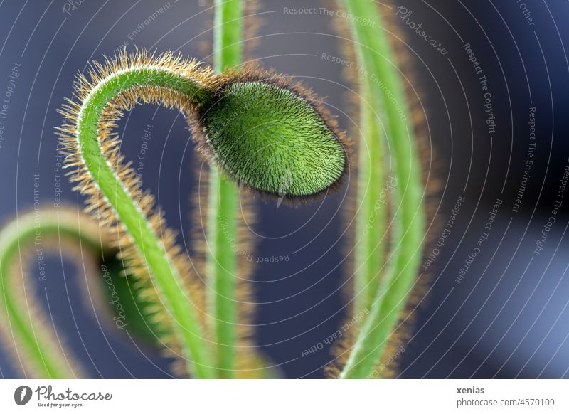 Grüne Knospe Islandmohn Blume Blüte Frühling grün Haare Pflanze Natur Wachstum Makroaufnahme Mohngewächs Papaver nudicaule Behaarung Nahaufnahme Garten Sommer