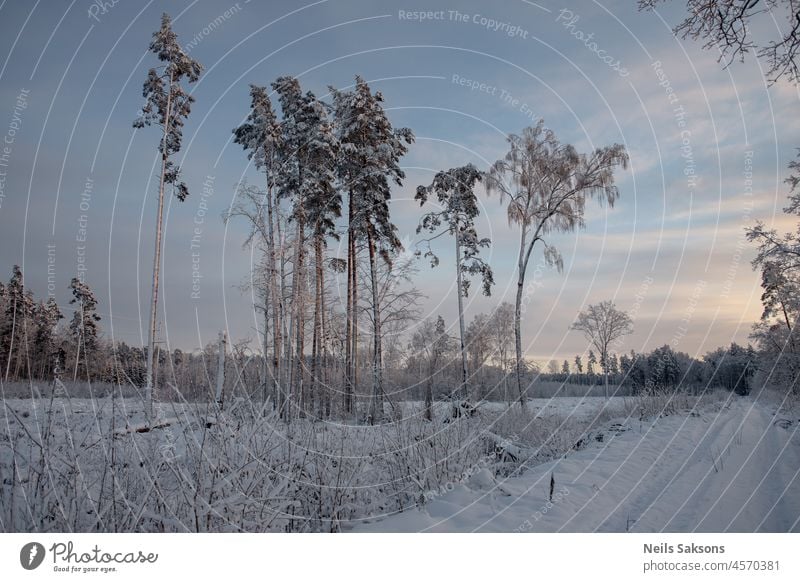 abgeschnittener Wald mit einigen verbliebenen Bäumen, schneebedeckter Boden, Landstraße in der Nähe von Wald und Wiese, winterliche Weihnachtszeit in Lettland, schöner Himmel