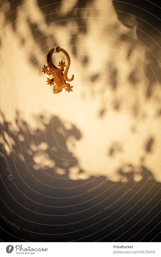 #A0# Sonnentier sonnig Sonnenlicht mediterran Salamander Echsen Schatten Halbschatten Sonnenuntergang Licht Hauswand goldene stunde