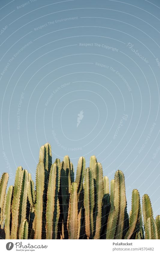 #A0# Grüne Dinger Kaktus Kakteen Kakteenstacheln kaktuspflanze Kanaren Kanarische Inseln Fuerteventura Wüste Sukkulenten sukkulente Pflanze Hitze hitzeschutz