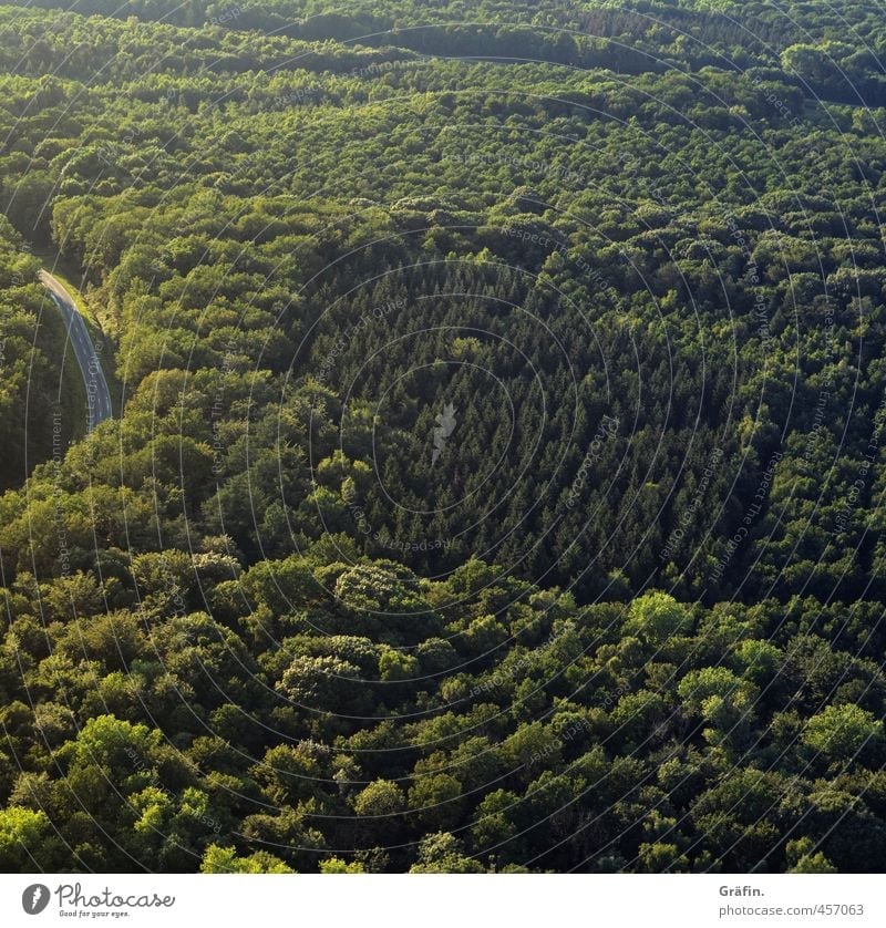 Erstes 2014 | Mischwald Natur Sommer Baum Wald Menschenleer Straße Unendlichkeit grün ruhig Abenteuer Umwelt Ferne Laubwald Farbfoto Außenaufnahme Luftaufnahme
