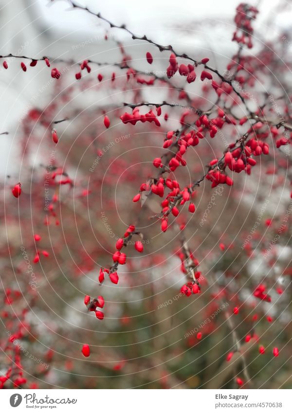 Farbtupfer im Winter- Strauch mit roten Blüten Natur Pflanze Farbfoto Nahaufnahme Schwache Tiefenschärfe Unschärfe Menschenleer Blühend Detailaufnahme