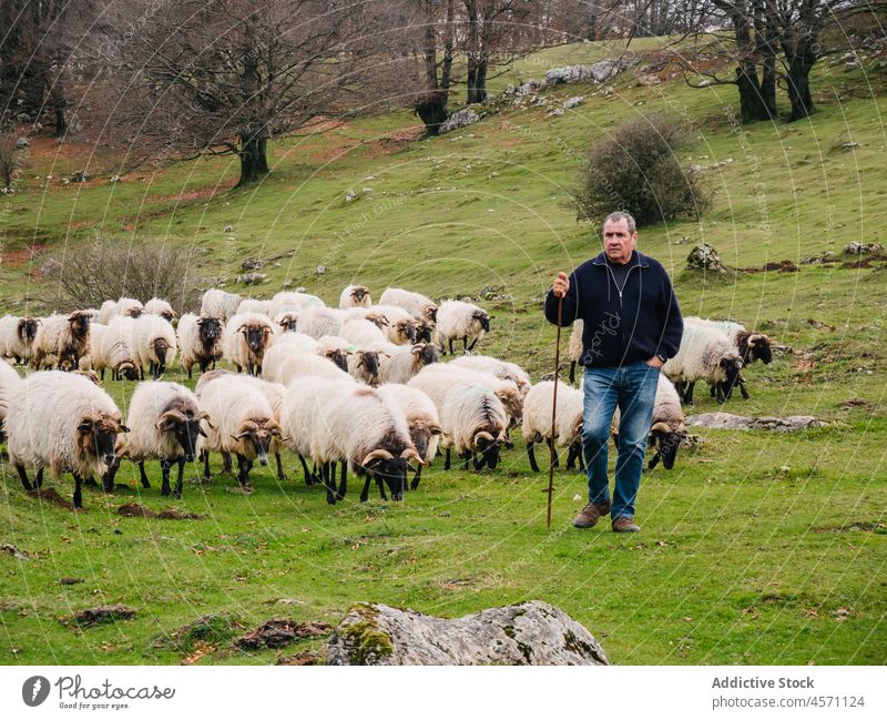Seriöser männlicher Besitzer, der in der Nähe einer Schafherde steht, die in der Natur weidet Mann Weide Schäfer Viehbestand Landschaft Tier besinnlich Herde