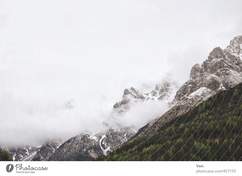 Zuckerwatteberge² Berge u. Gebirge wandern Natur Landschaft Pflanze Himmel Wolken schlechtes Wetter Nebel Schnee Baum Wald Felsen Alpen kalt grau grün weiß