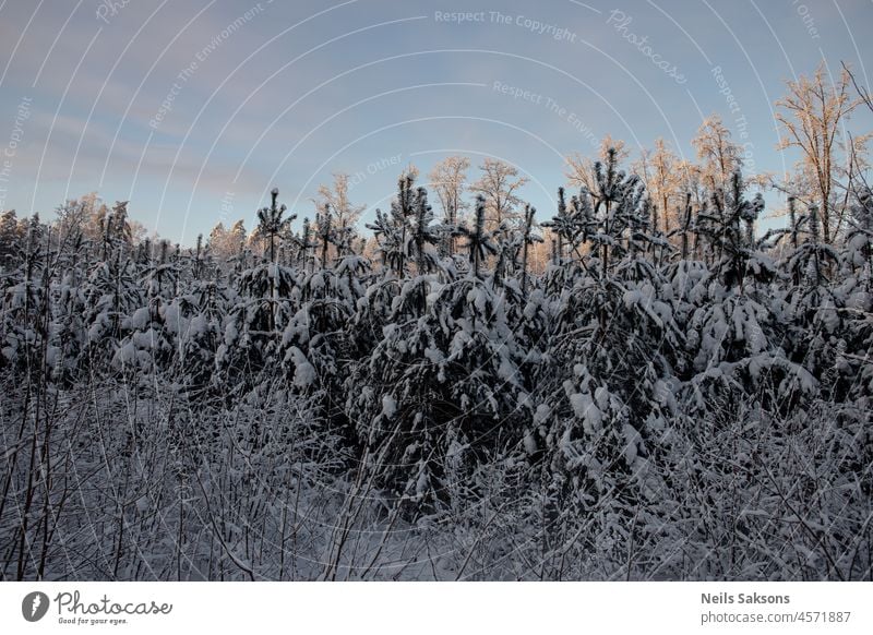 schneebedeckte junge Kiefern, Dezember, Weihnachtszeit in Lettland, nördliche Szenerie Hintergrund schön blau hell Weihnachten Klima kalt Morgendämmerung Tag