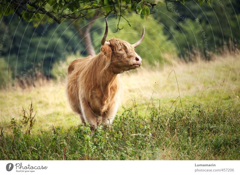 Dorfschönheit Landwirtschaft Forstwirtschaft Wiese Tier Nutztier Kuh 1 stehen ästhetisch blond frei Gesundheit nachhaltig natürlich wild einzigartig Viehhaltung