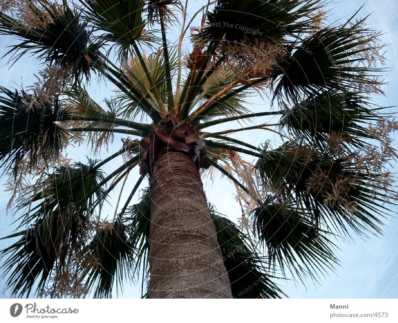 Palme Baum groß hoch