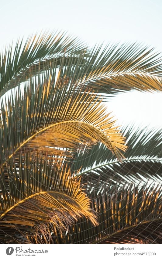 #A0# Palmengrün Palmenwedel Palmenstrand Palmendach Palmentapete Palmenzweige Palmengarten Fuerteventura Kanaren Kanarische Inseln Ferien & Urlaub & Reisen