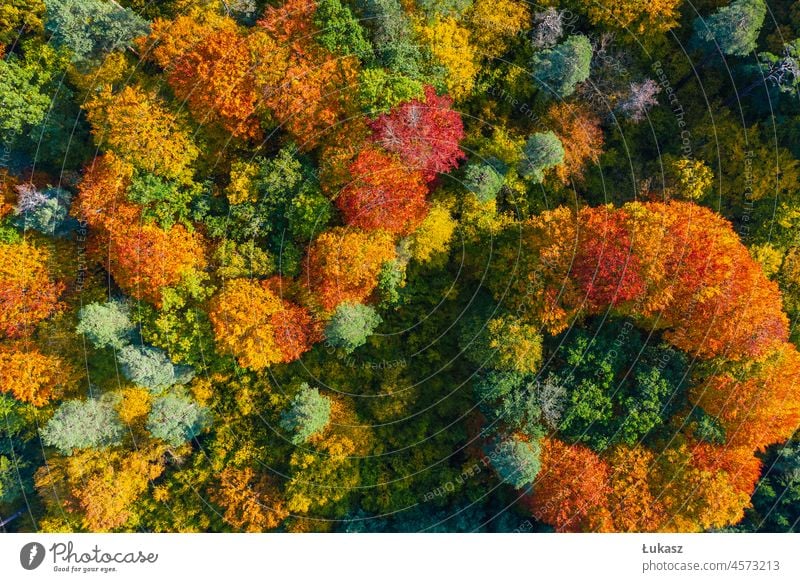 Aerial Top-Down-Ansicht der schönen bunten Herbst Wald Antenne oben Dröhnen Gamander-Ehrenpreis Perspektive Landschaft Farbe farbenfroh Natur Bäume fallen
